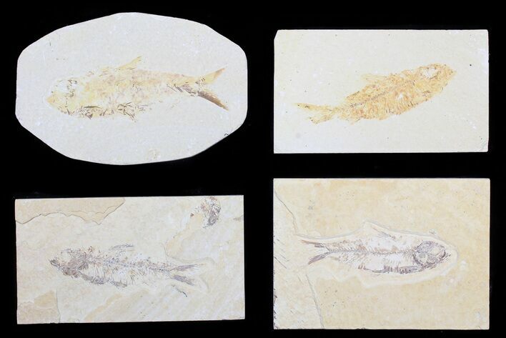 Lot: Cheap, to Green River Fossil Fish - Pieces #81412